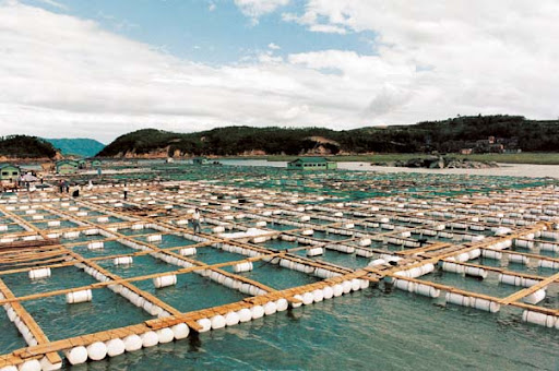 Fish Farming (Sea Wealth Company)