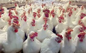 Shorouk Poultry Farm
