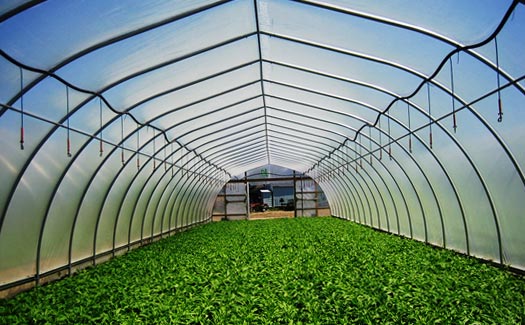 Greenhouses and open fields