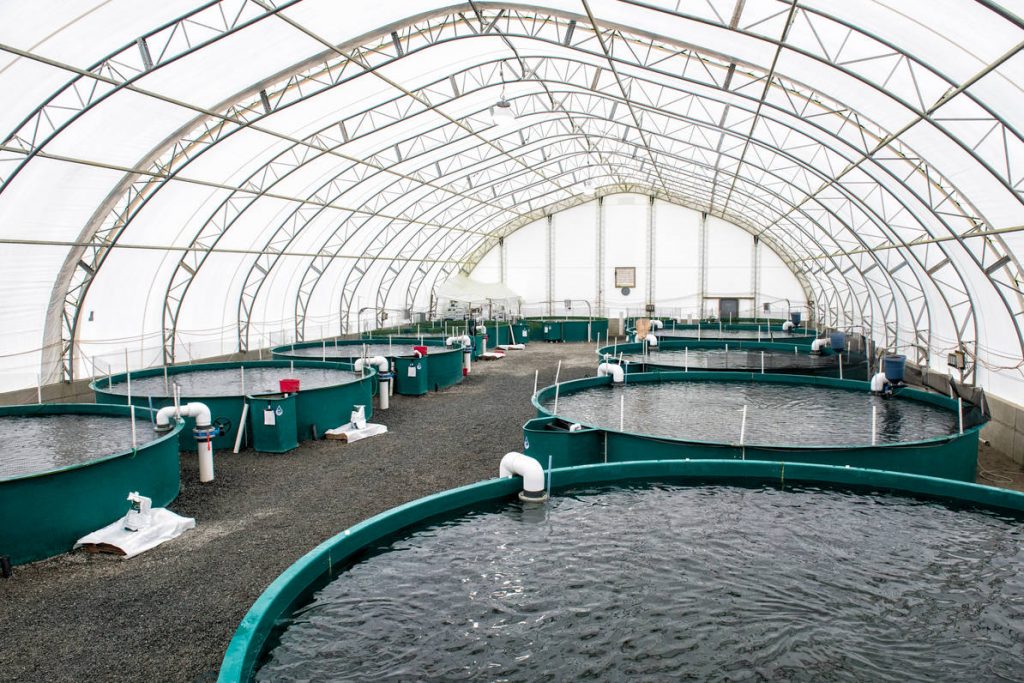 Tilapia aquaculture -RAS