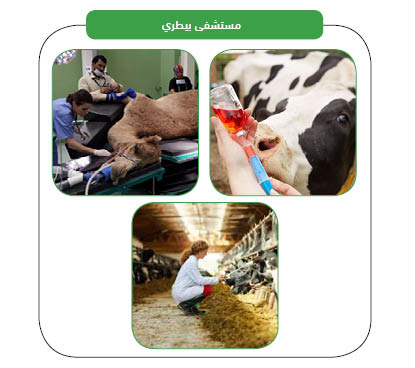 خدمات المشروع